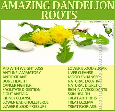 dandelion benefits root tea health dandelions roasted leaves uses herbs natural healing herbal blood food detox pressure loss weight roots