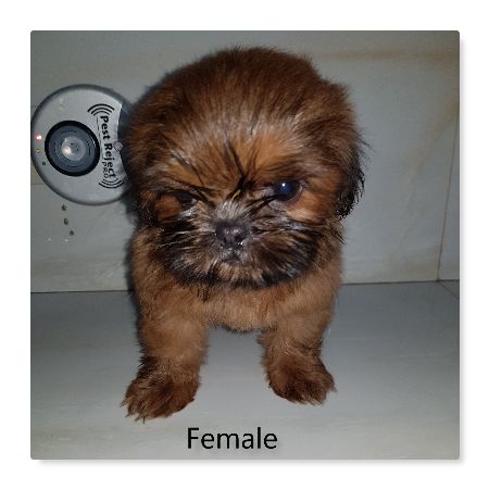 shih tzu princess type 2 months old