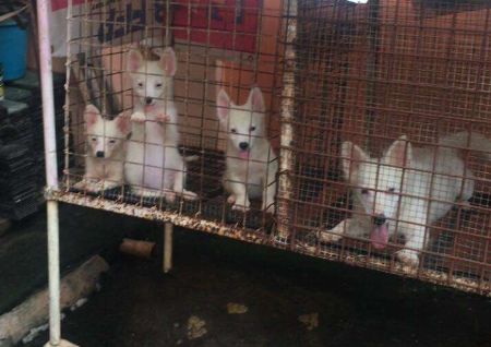 Puppies For Sale Dogs La Union Philippines Enilorac