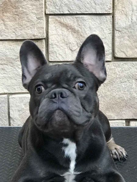 French Bulldog For Sale  Dogs  Makati, Philippines ...