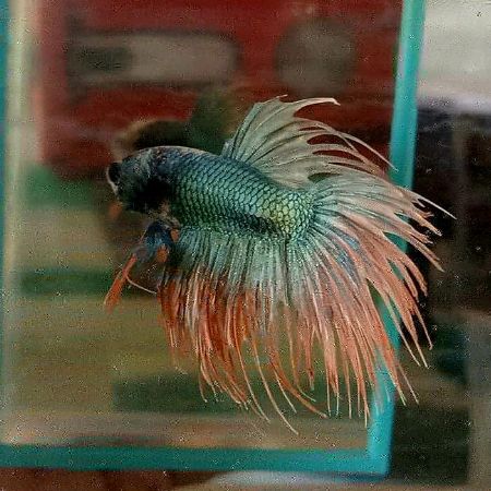 Betta Fish Fish Reptiles Laguna Philippines Carmelaquashop