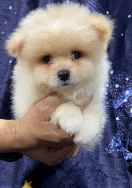 teddy bear pomeranians for sale