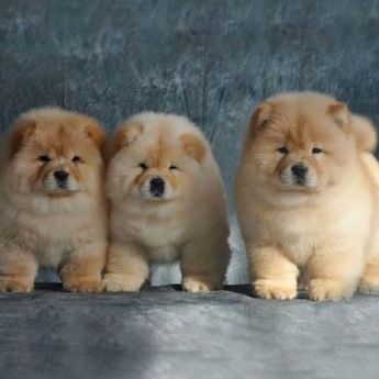 chow chow puppies for sale price