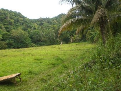 Farm Land 11 Hectares For Sale P3.5m [ Land & Farm ] Catanduanes ...