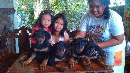 rottweiler puppies for sale price