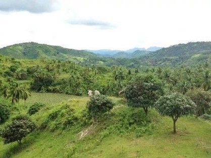 Captivating View Mango Farm [ Farms & Ranches ] Cebu City, Philippines ...