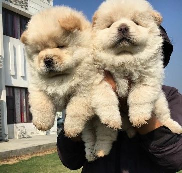 chow chow puppies for sale price