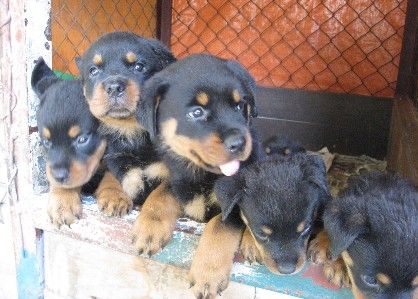 rottweiler puppies for sale price