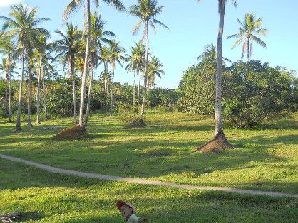 Two Hectares Farmland For Sale [ Land & Farm ] Quezon Province ...