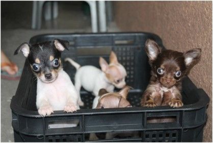 Chihuahua Male Female For Sale [ Dogs ] Metro Manila, Philippines